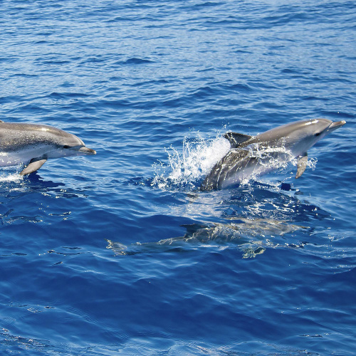 Whale & Dolphin Watching