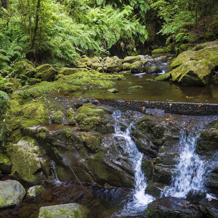 Levada do Rei - Ribeiro Bonito