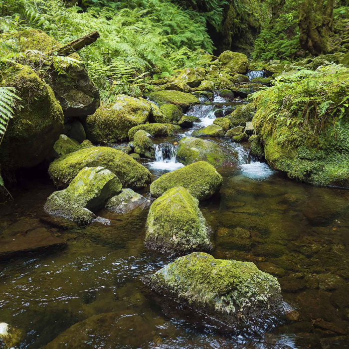 Levada do Rei - Ribeiro Bonito