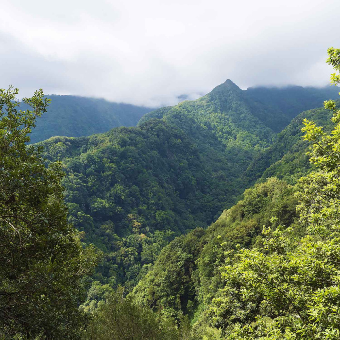 Levada do Rei - Ribeiro Bonito