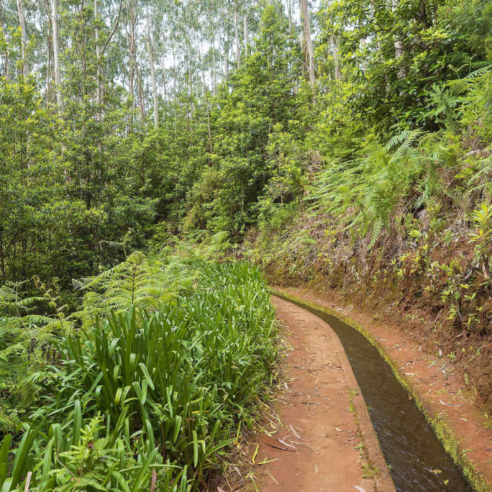 Levada do Rei - Ribeiro Bonito