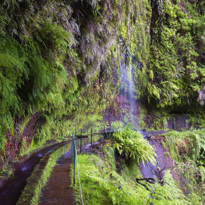 Levada do Rei - Ribeiro Bonito