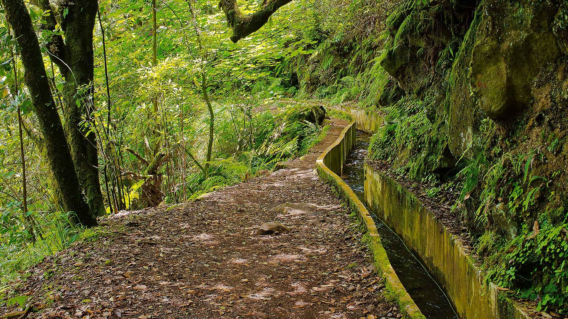 Levada Walks