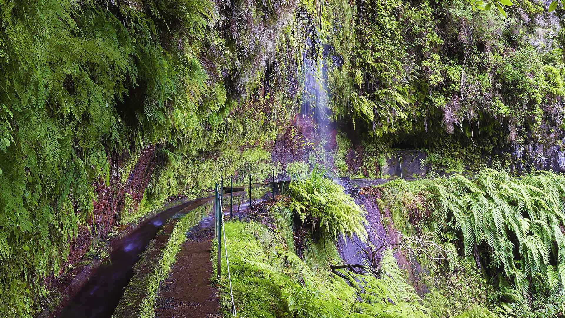 Levada Walks