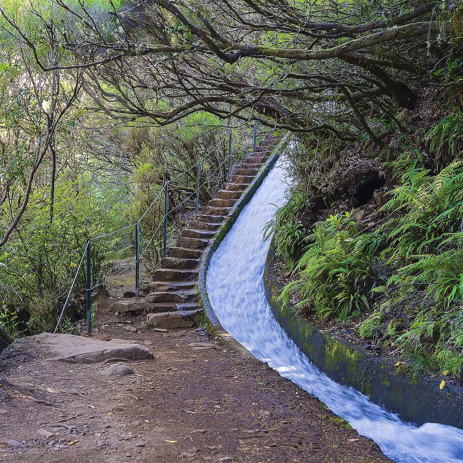 Levada do Alecrim - Rosemary Levada